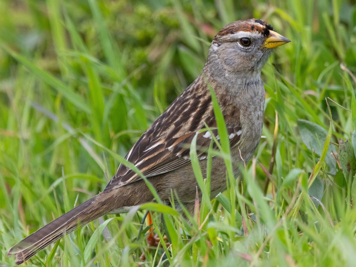 White-crowned Sparrow - ML621009774