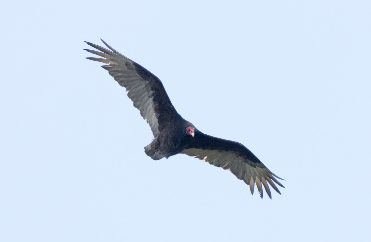 Turkey Vulture - ML621009790