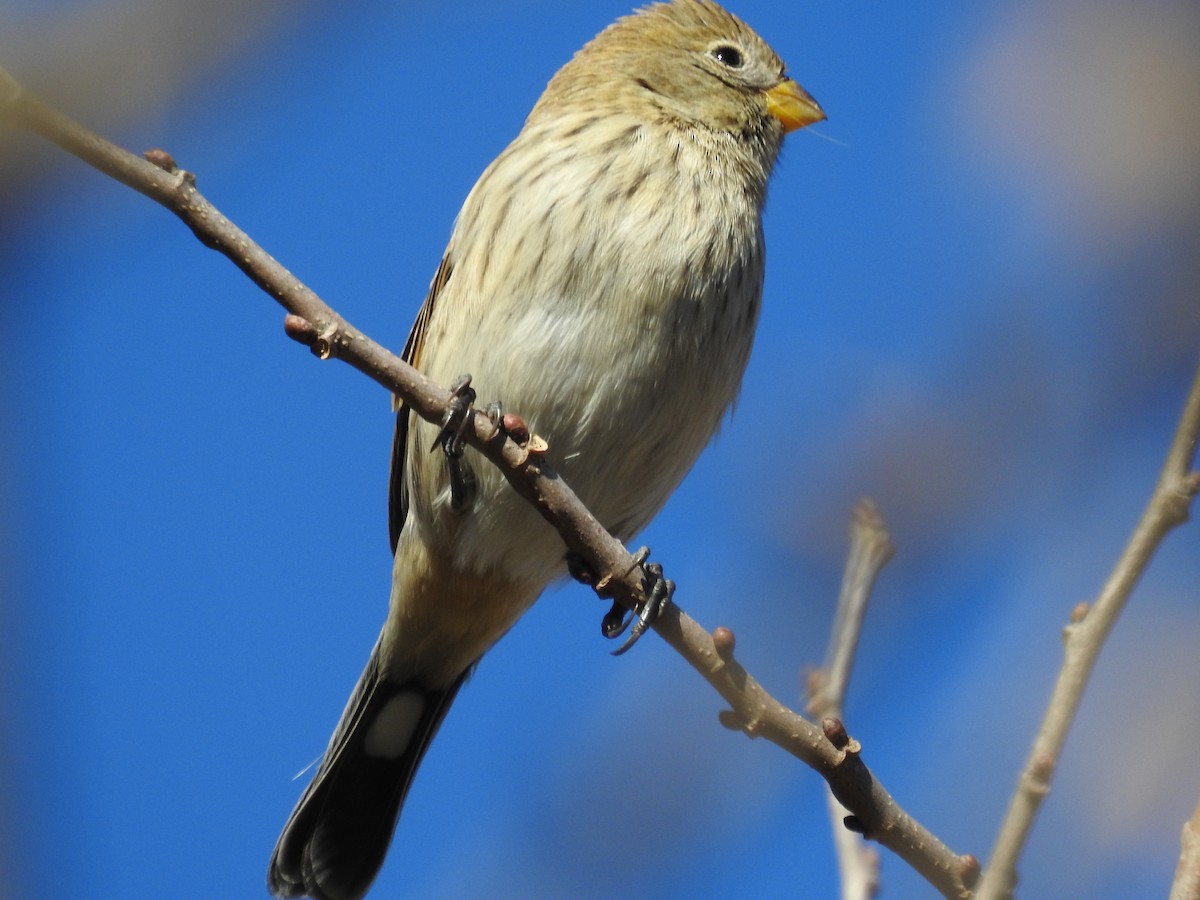 Band-tailed Seedeater - ML621009848