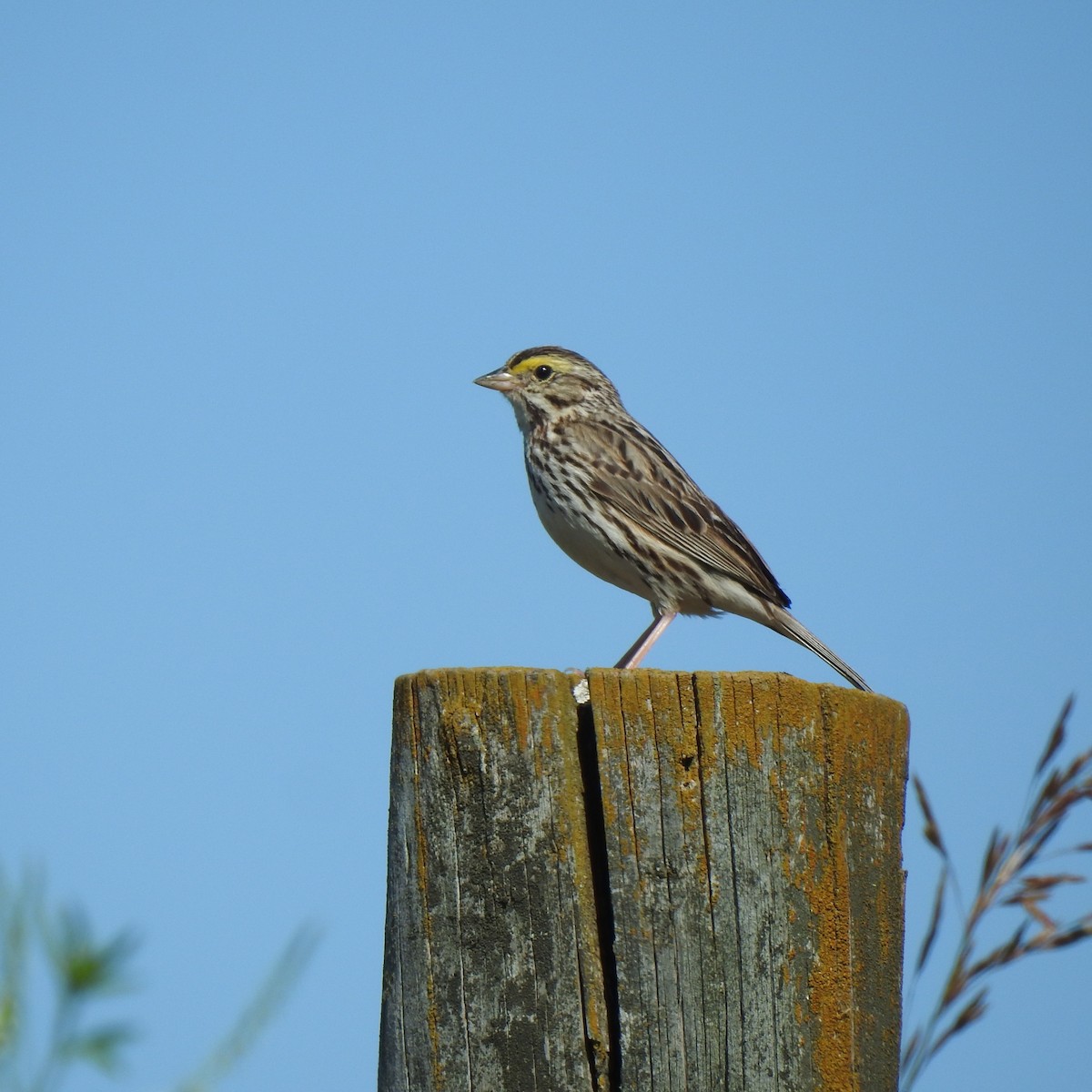 Savannah Sparrow - Jan Hubert