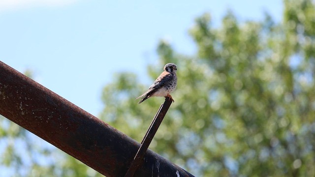 American Kestrel (Northern) - ML621009884