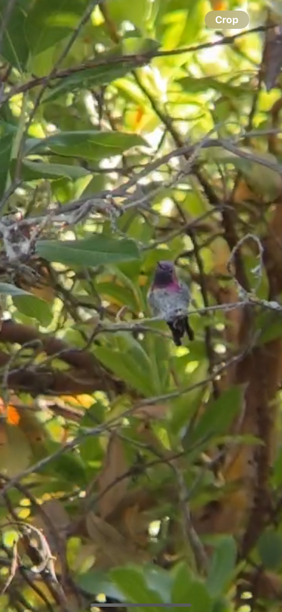 Costa's Hummingbird - ML621009885