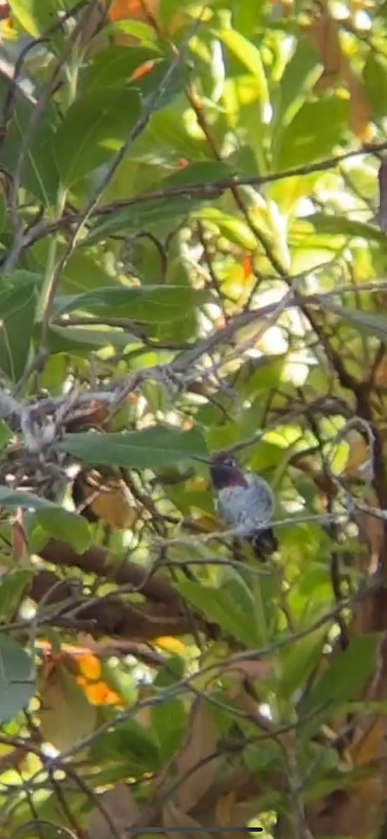 Costa's Hummingbird - ML621009886