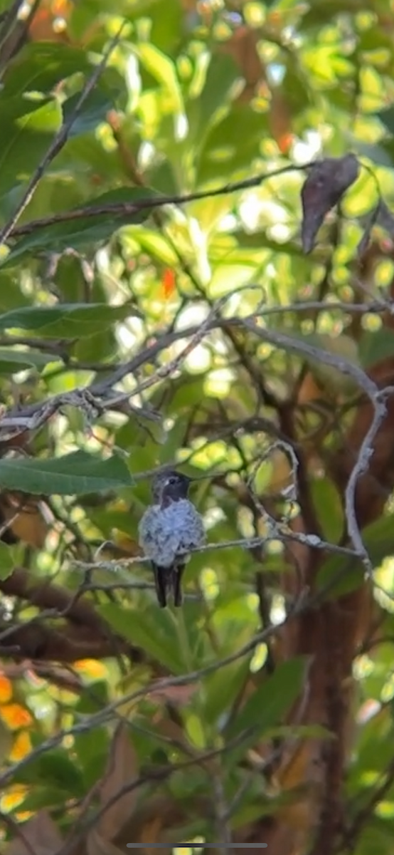 Costa's Hummingbird - ML621009887