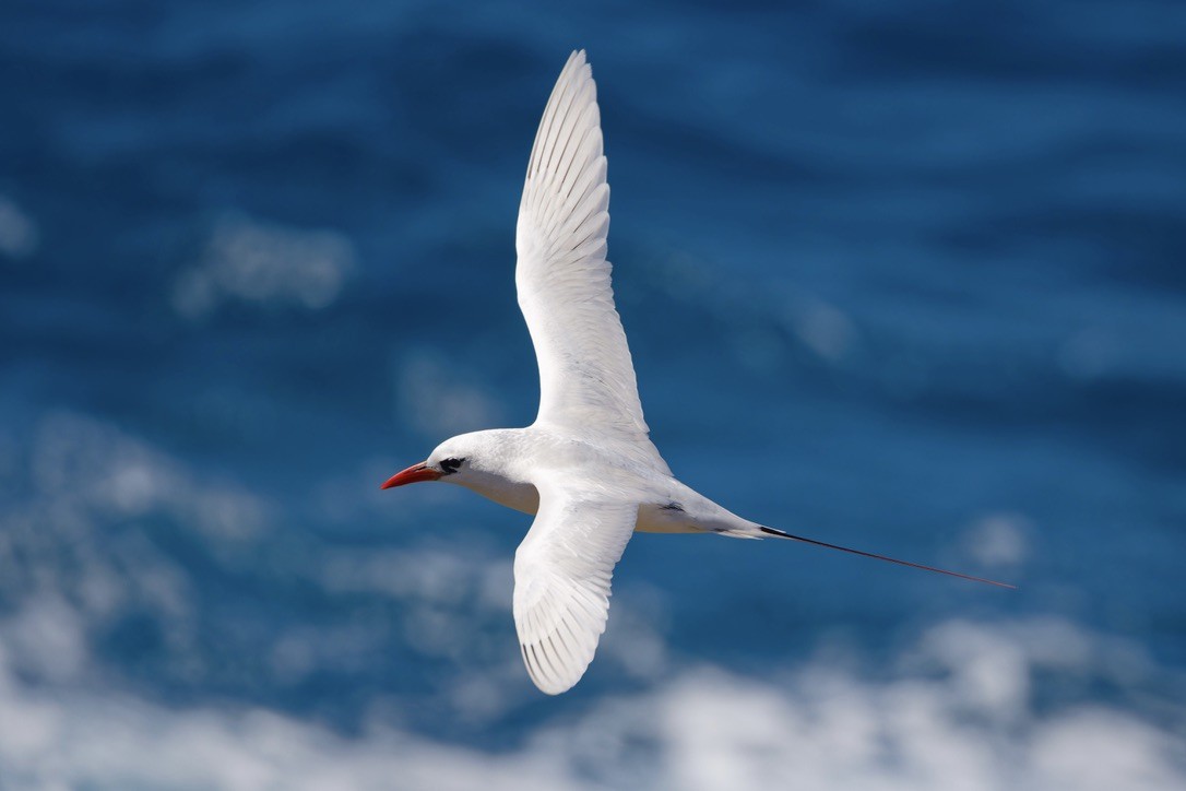 Red-tailed Tropicbird - ML621009911