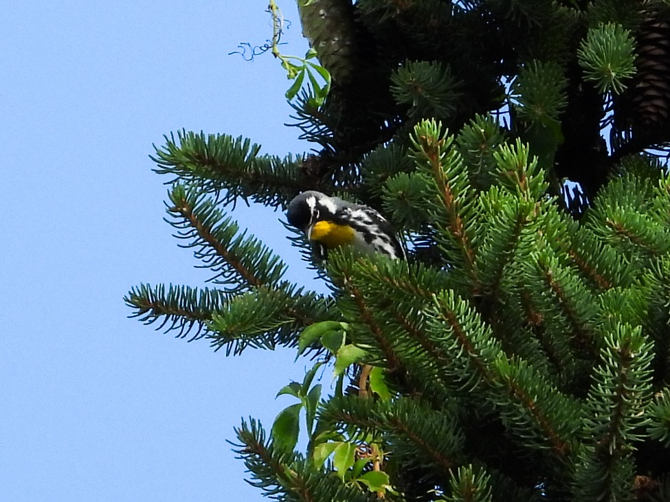 Yellow-throated Warbler - ML621009934
