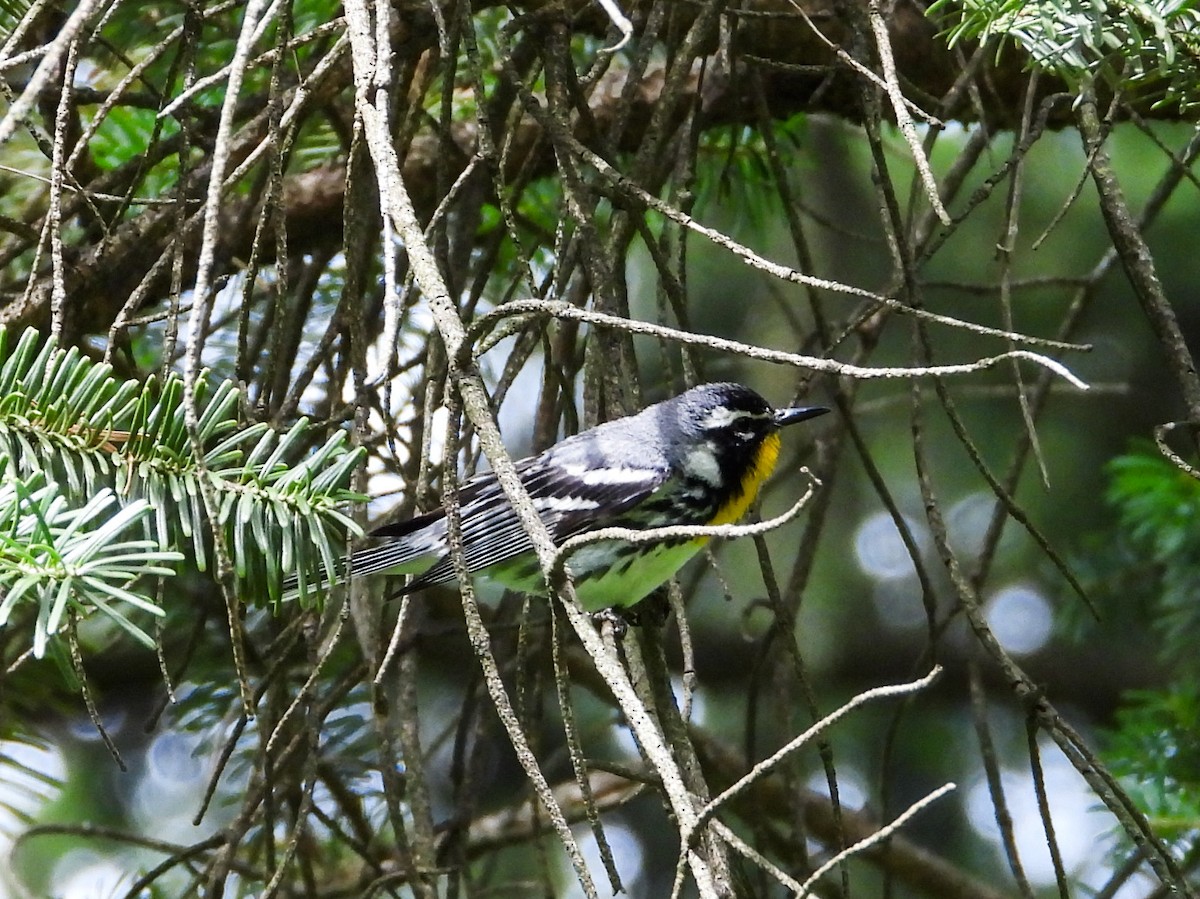 Yellow-throated Warbler - ML621009935