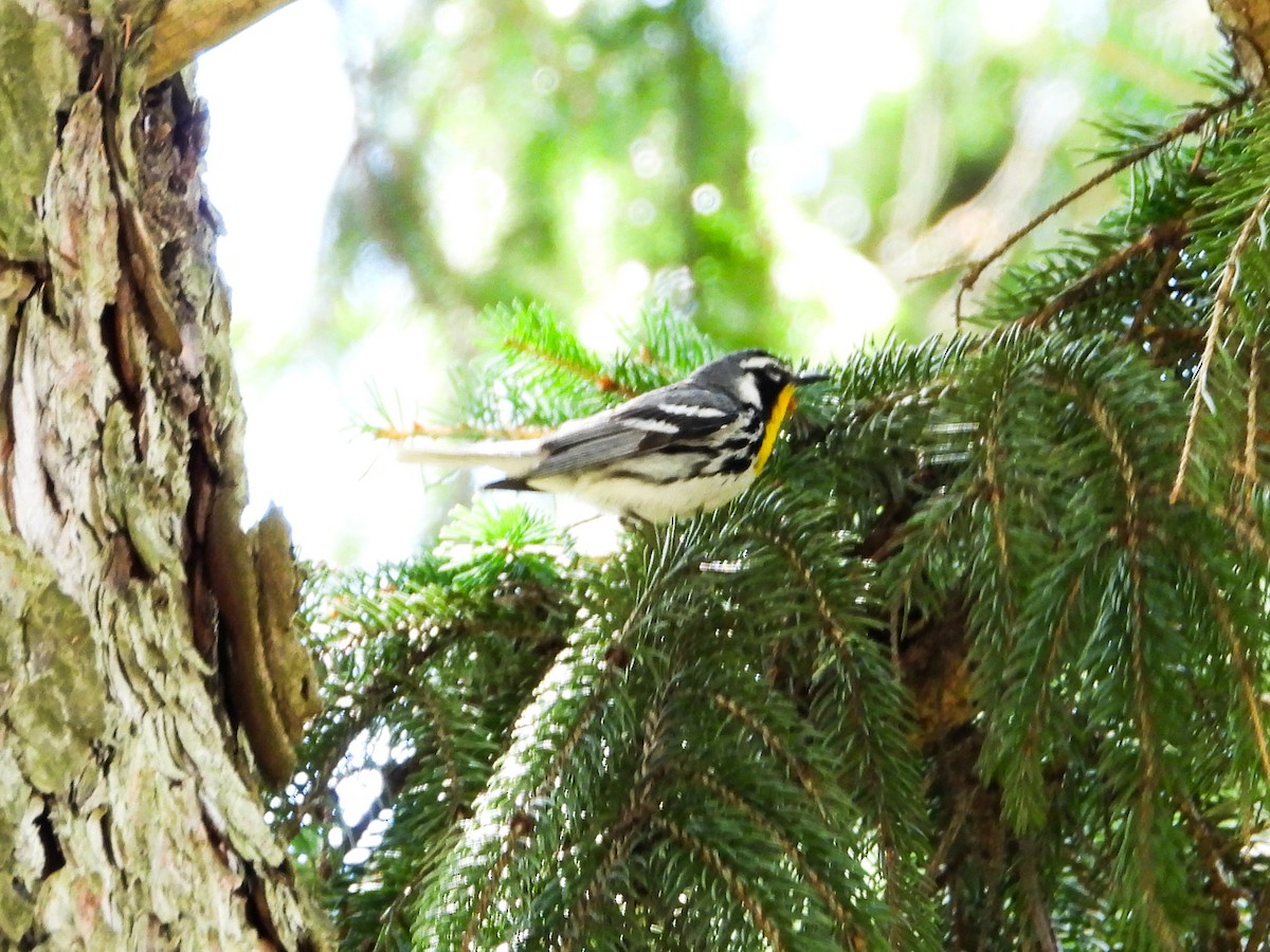 Yellow-throated Warbler - ML621009937