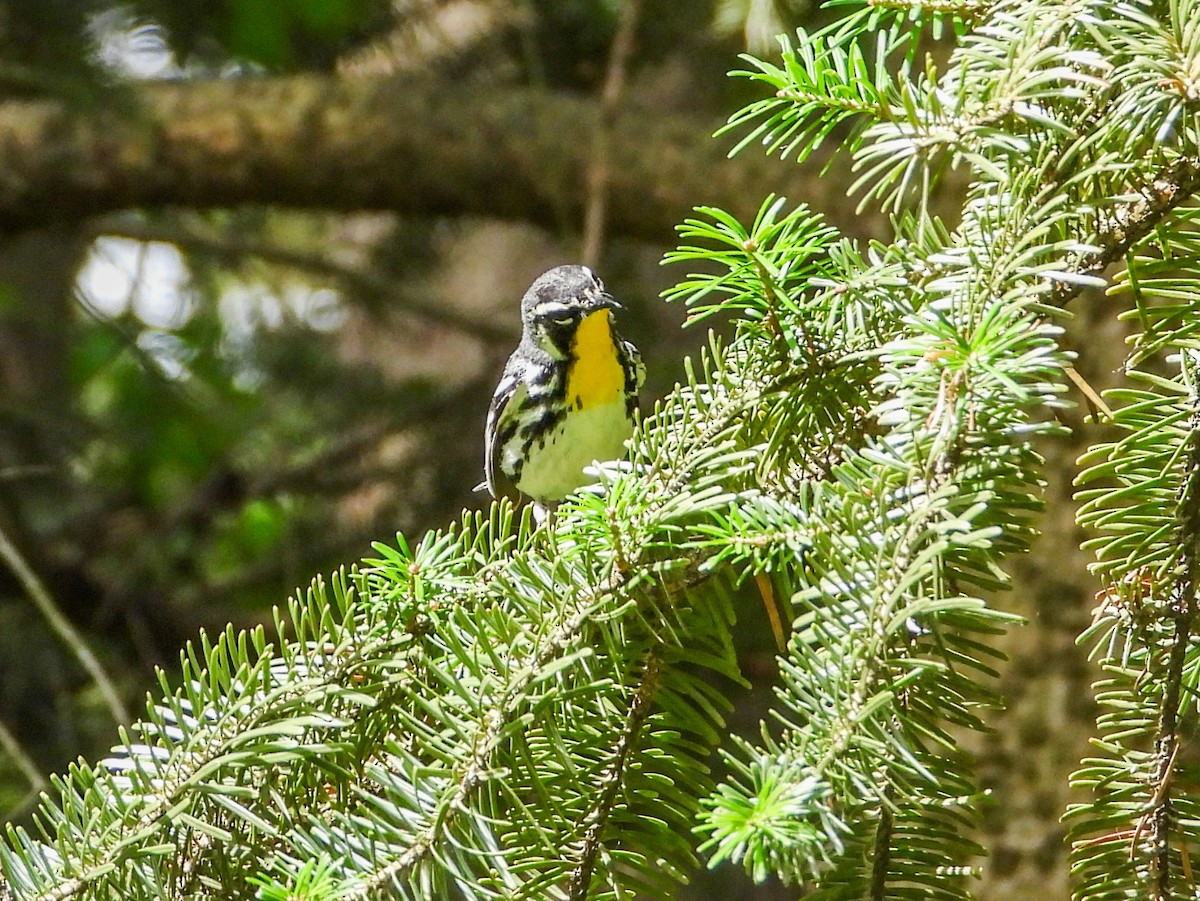 Yellow-throated Warbler - ML621009938