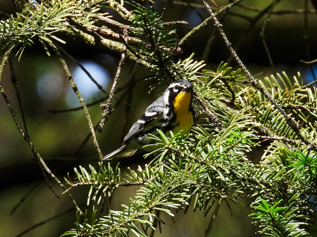 Yellow-throated Warbler - ML621009939