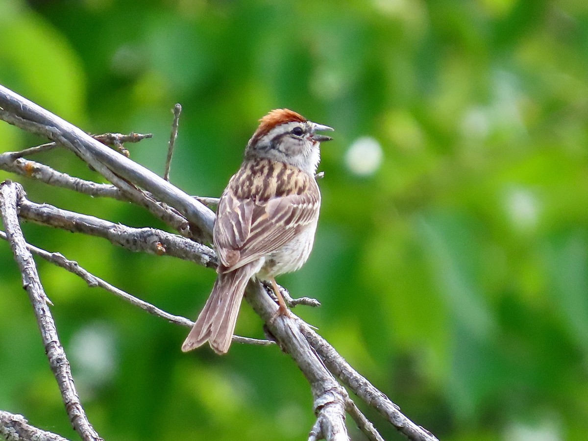 Chipping Sparrow - ML621009942