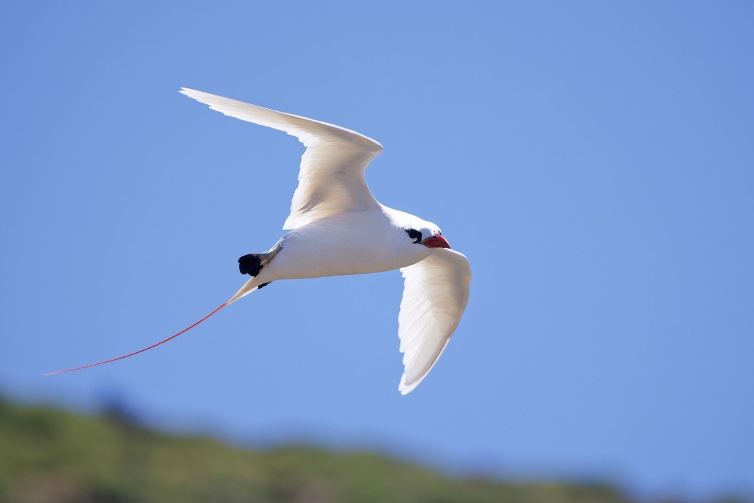 Red-tailed Tropicbird - ML621009994