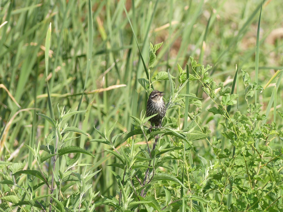 Red-winged Blackbird - ML621009998