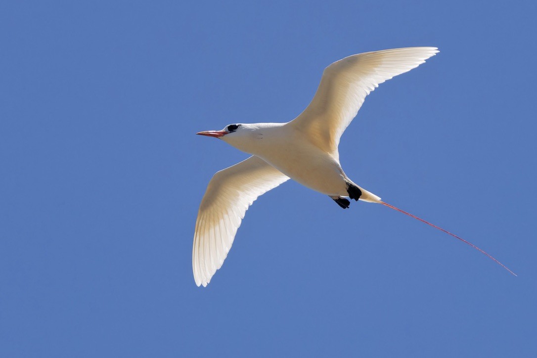 Red-tailed Tropicbird - ML621009999