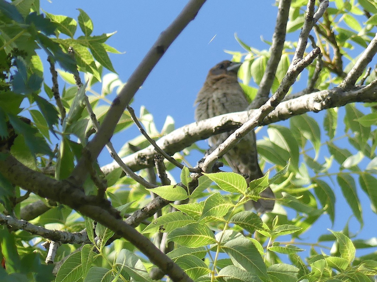 Blue Grosbeak - ML621010009