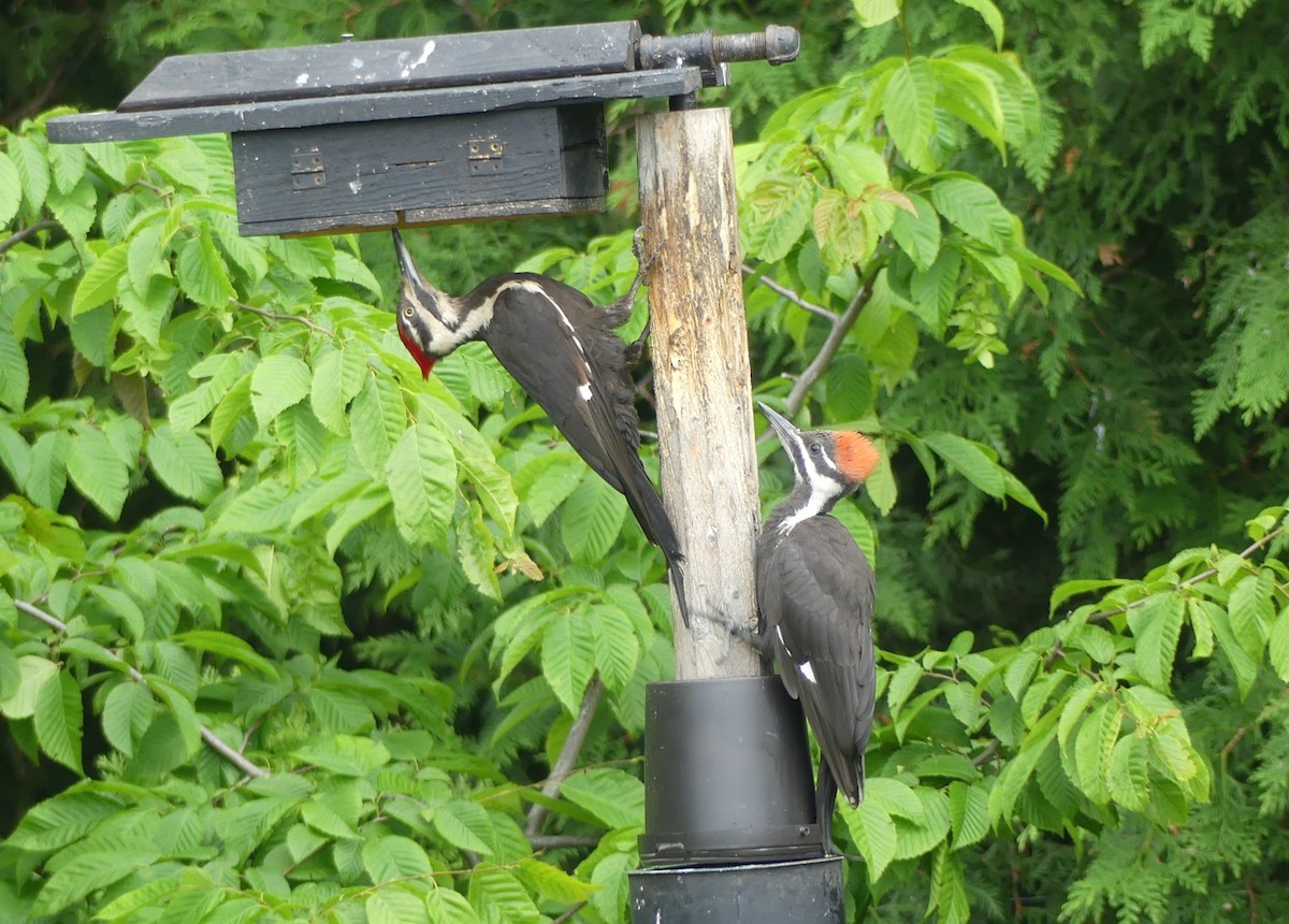 Pileated Woodpecker - ML621010015