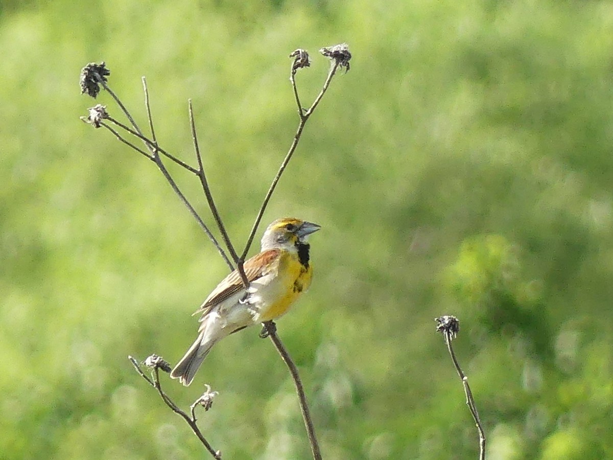 Dickcissel - ML621010023