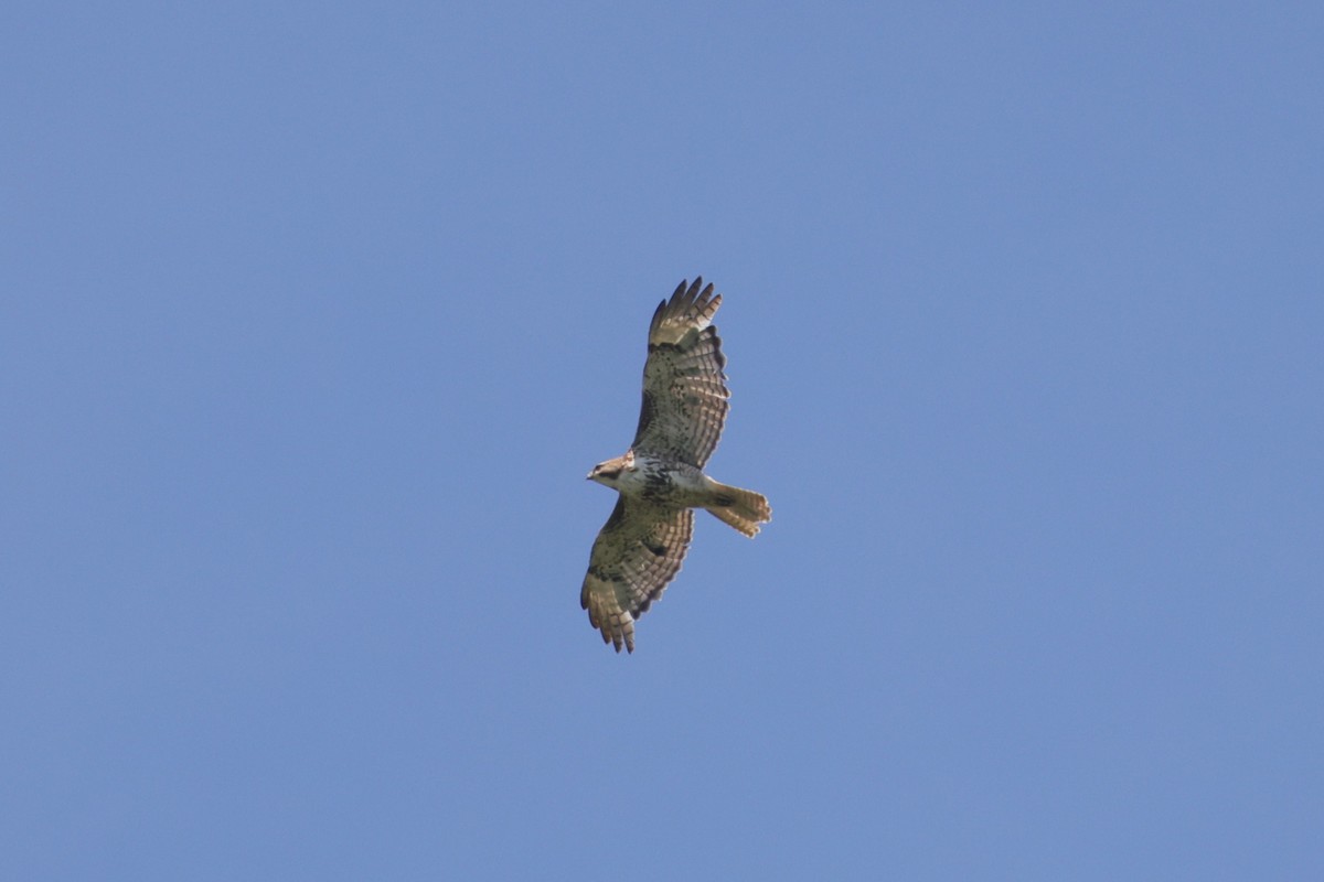 Red-tailed Hawk - ML621010025
