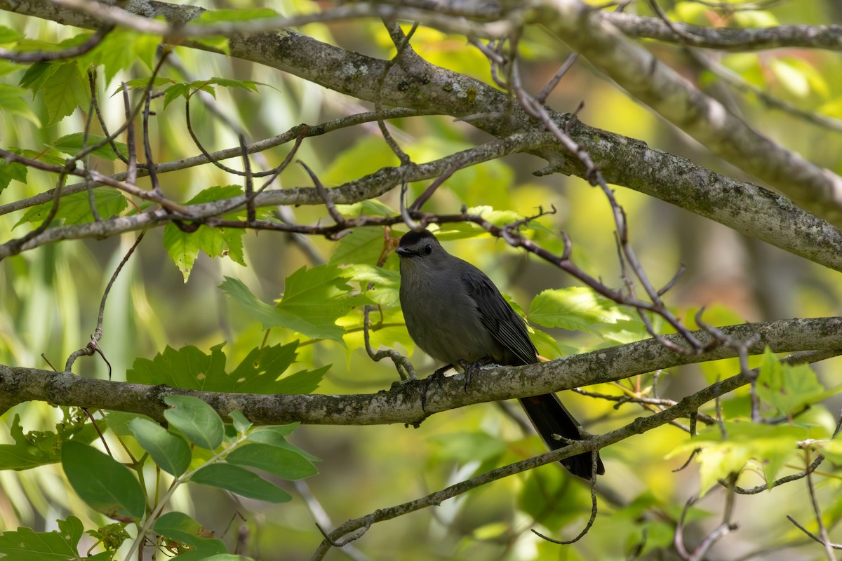 Gray Catbird - ML621010034