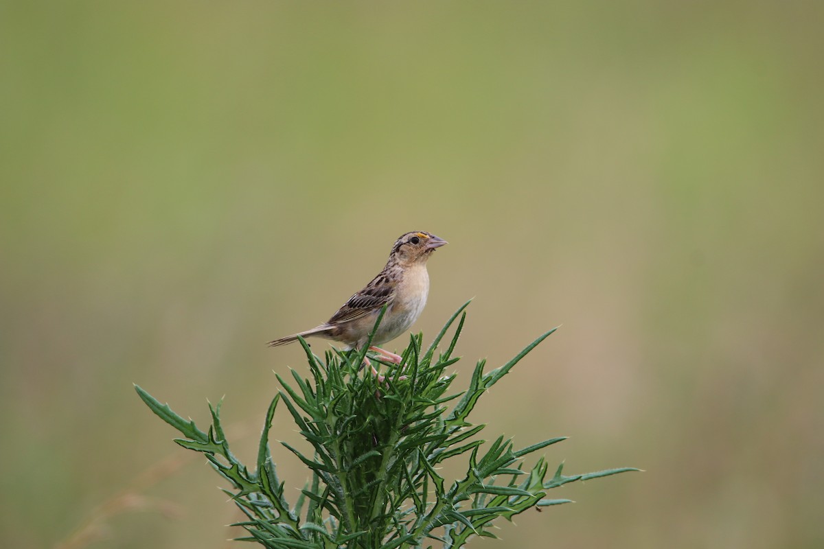 Grasshopper Sparrow - ML621010037