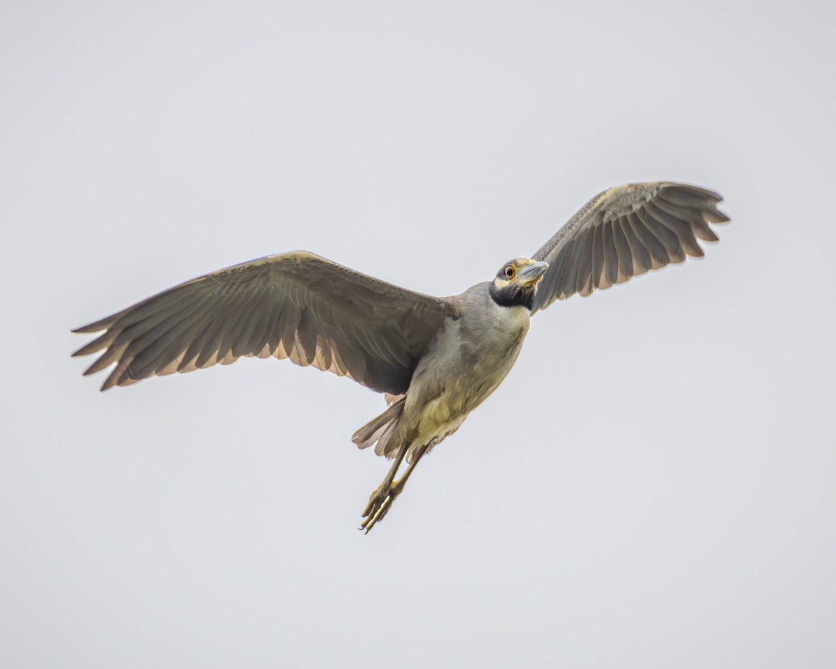Yellow-crowned Night Heron - ML621010041