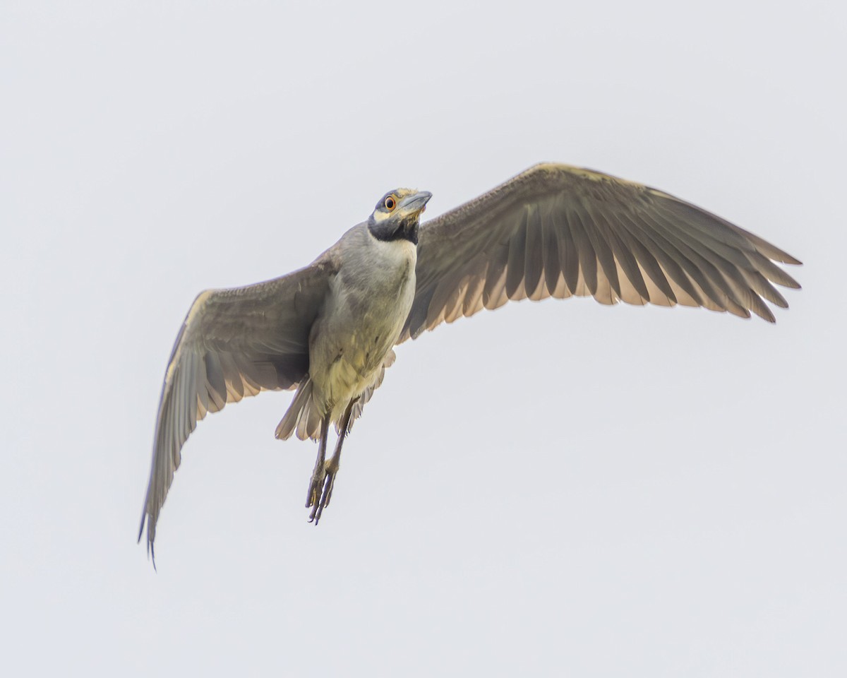 Yellow-crowned Night Heron - ML621010042