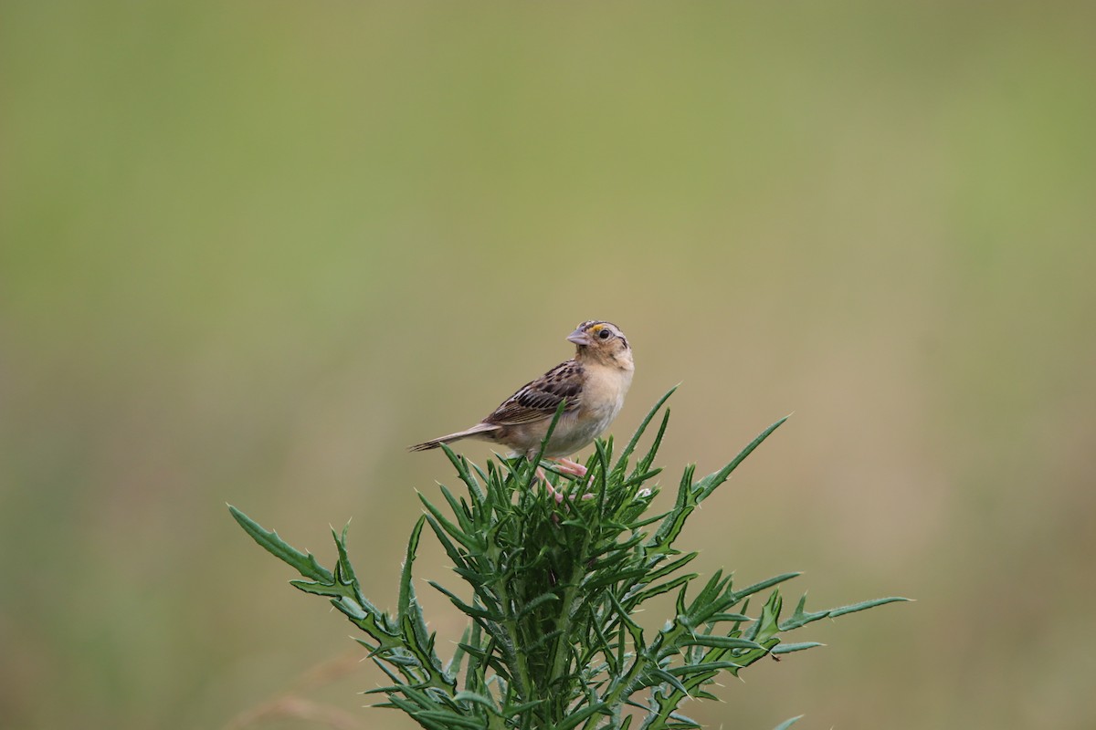Grasshopper Sparrow - ML621010058