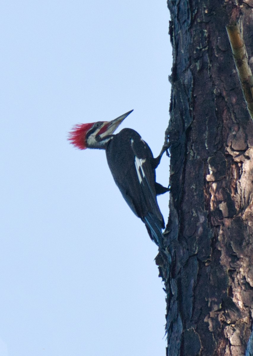Pileated Woodpecker - ML621010059