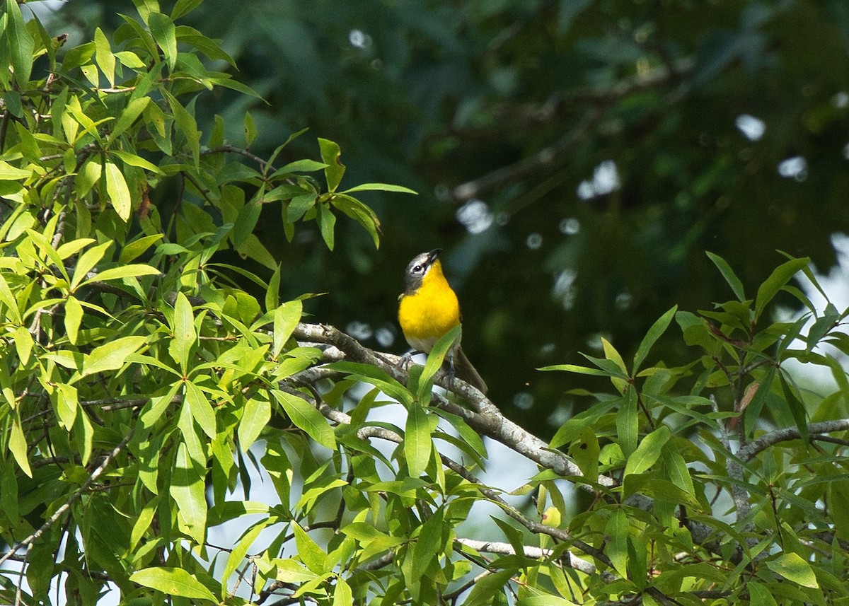 Yellow-breasted Chat - ML621010089