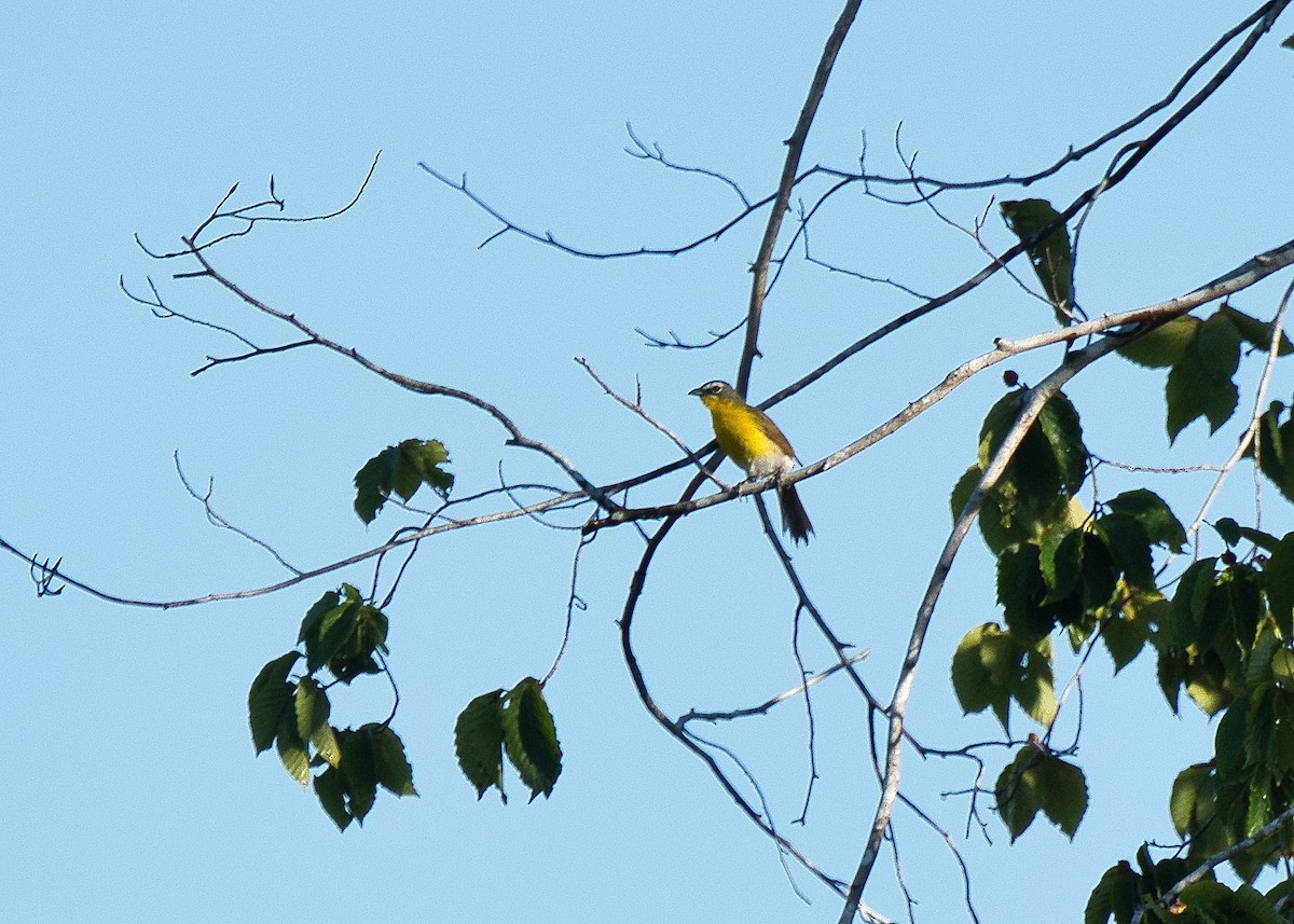 Yellow-breasted Chat - ML621010090