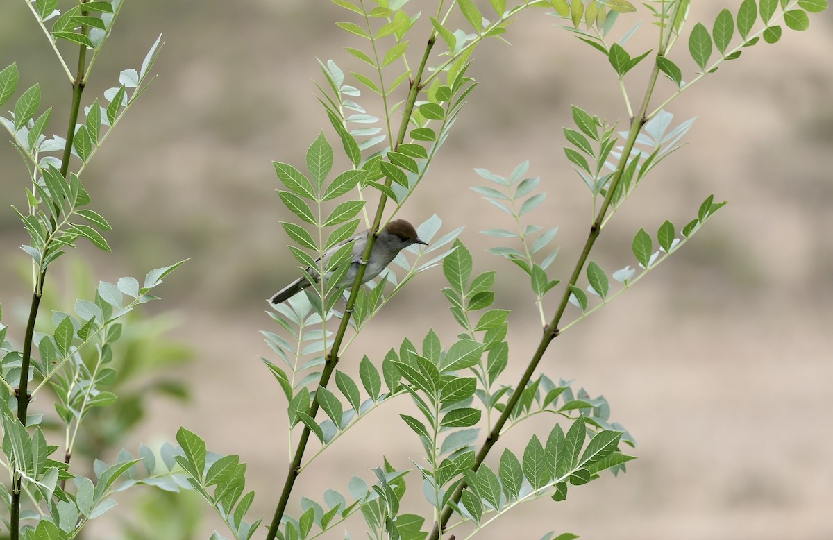 Eurasian Blackcap - ML621010094