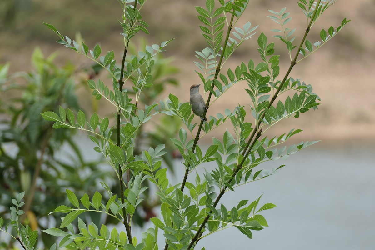 Eurasian Blackcap - ML621010105