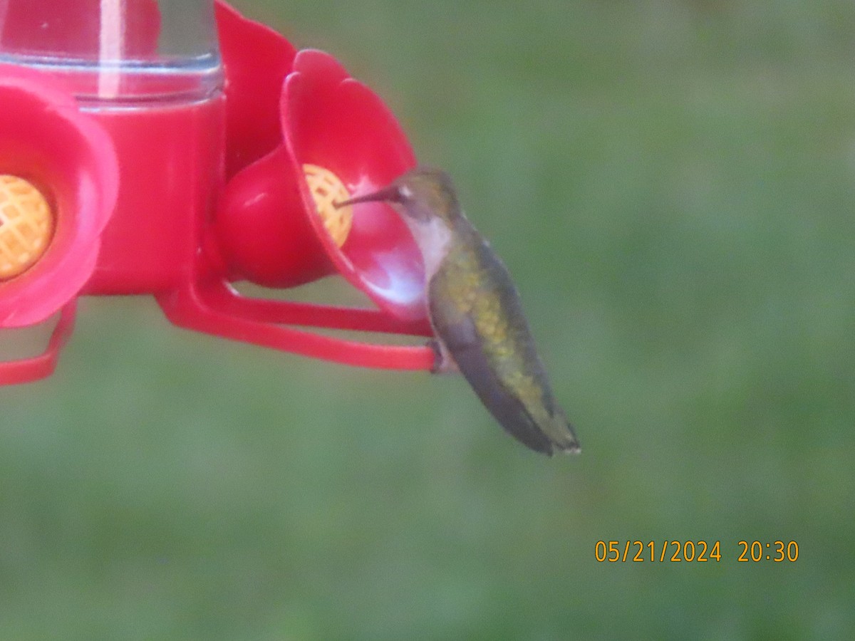 Ruby-throated Hummingbird - ML621010111