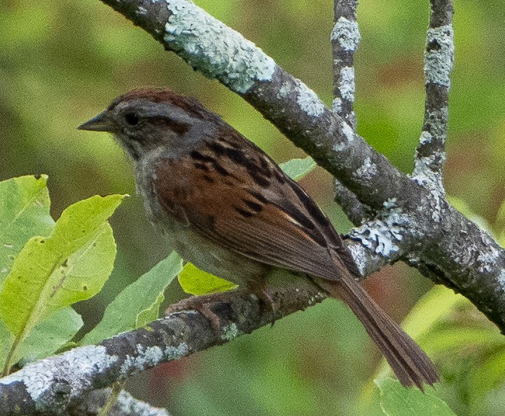 Swamp Sparrow - ML621010113
