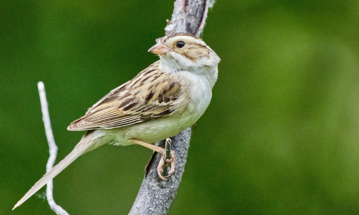 Clay-colored Sparrow - ML621010114