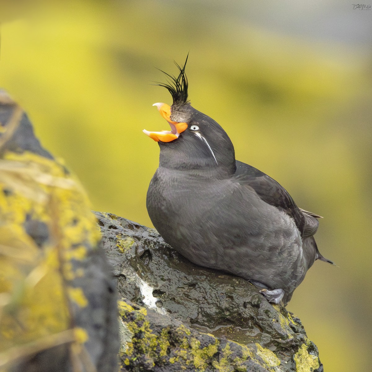 Crested Auklet - ML621010137