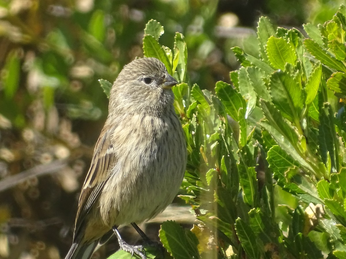 Band-tailed Seedeater - ML621010138