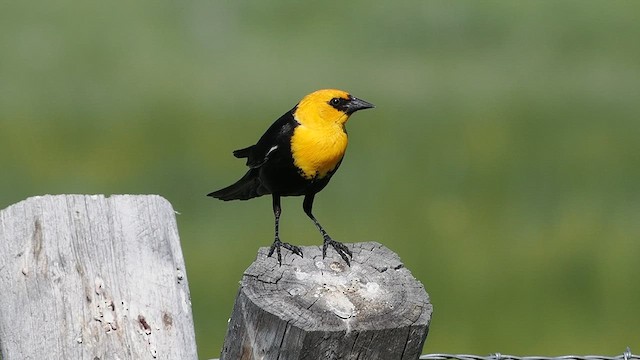 Yellow-headed Blackbird - ML621010149
