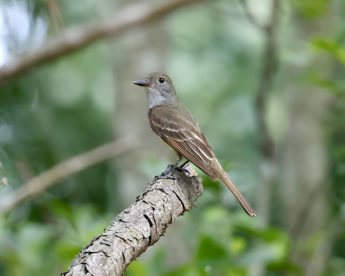 Great Crested Flycatcher - ML621010154