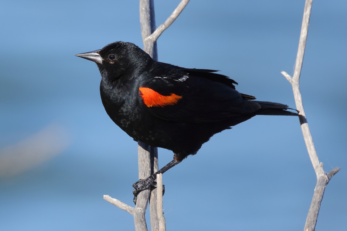 Red-winged Blackbird (California Bicolored) - ML621010155