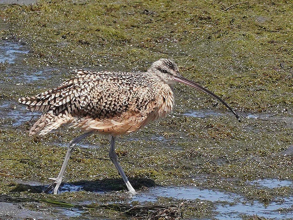 Long-billed Curlew - ML621010171