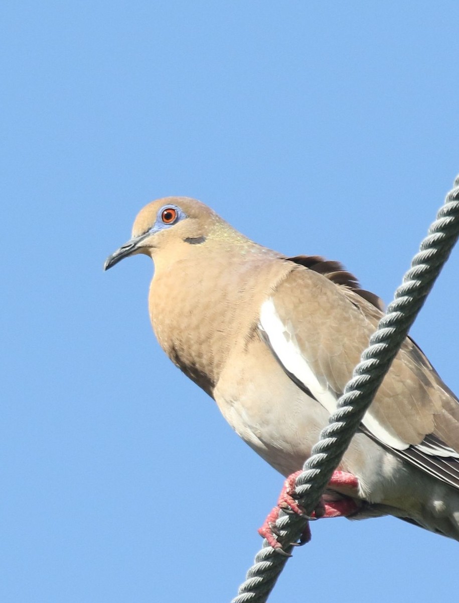 White-winged Dove - ML621010175