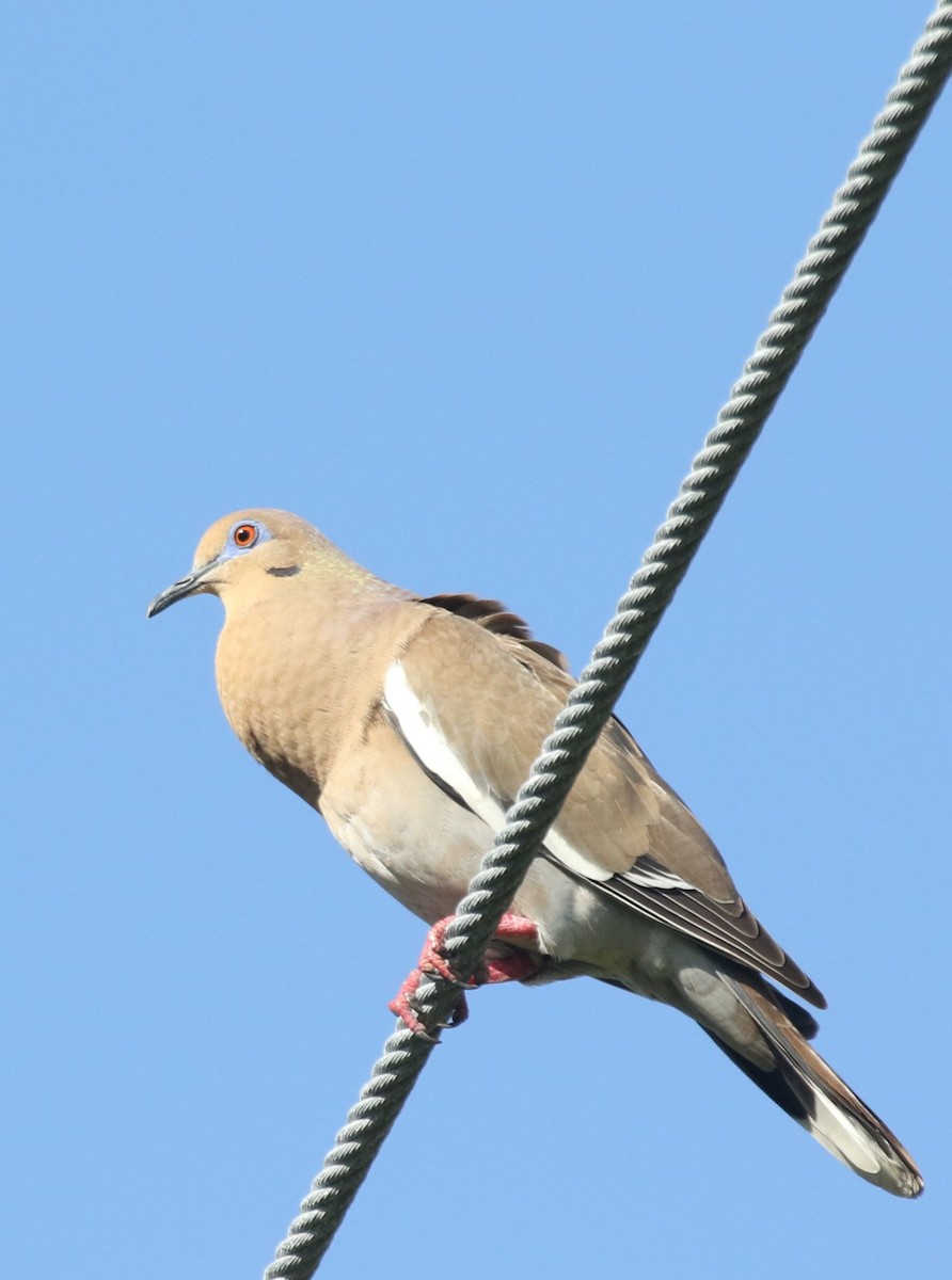 White-winged Dove - ML621010176