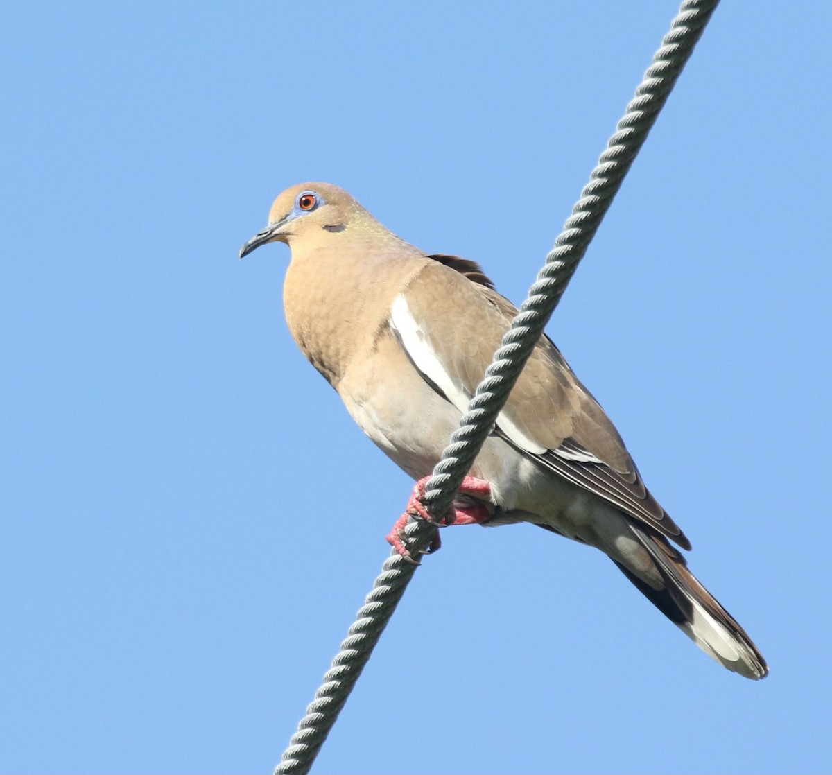 White-winged Dove - ML621010177