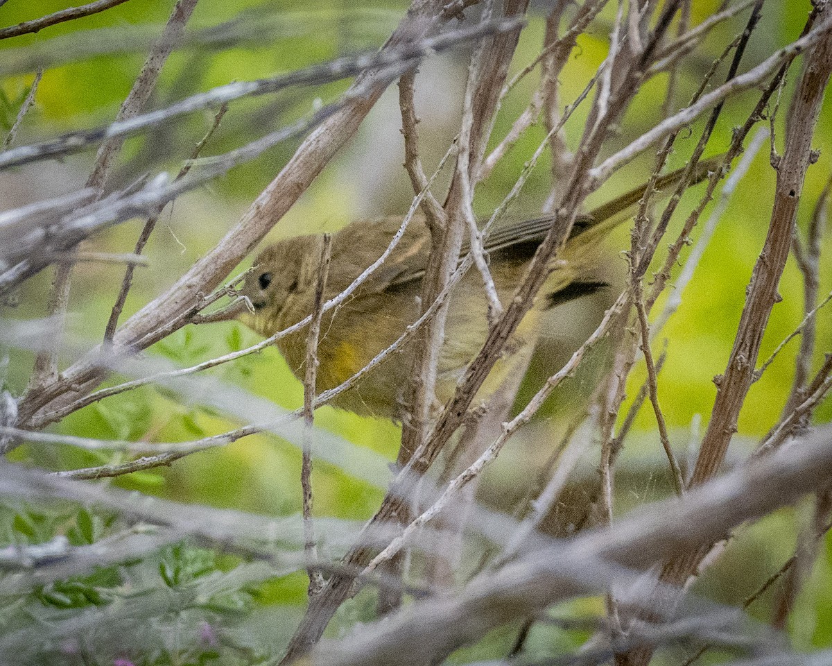 Orange-crowned Warbler - ML621010186
