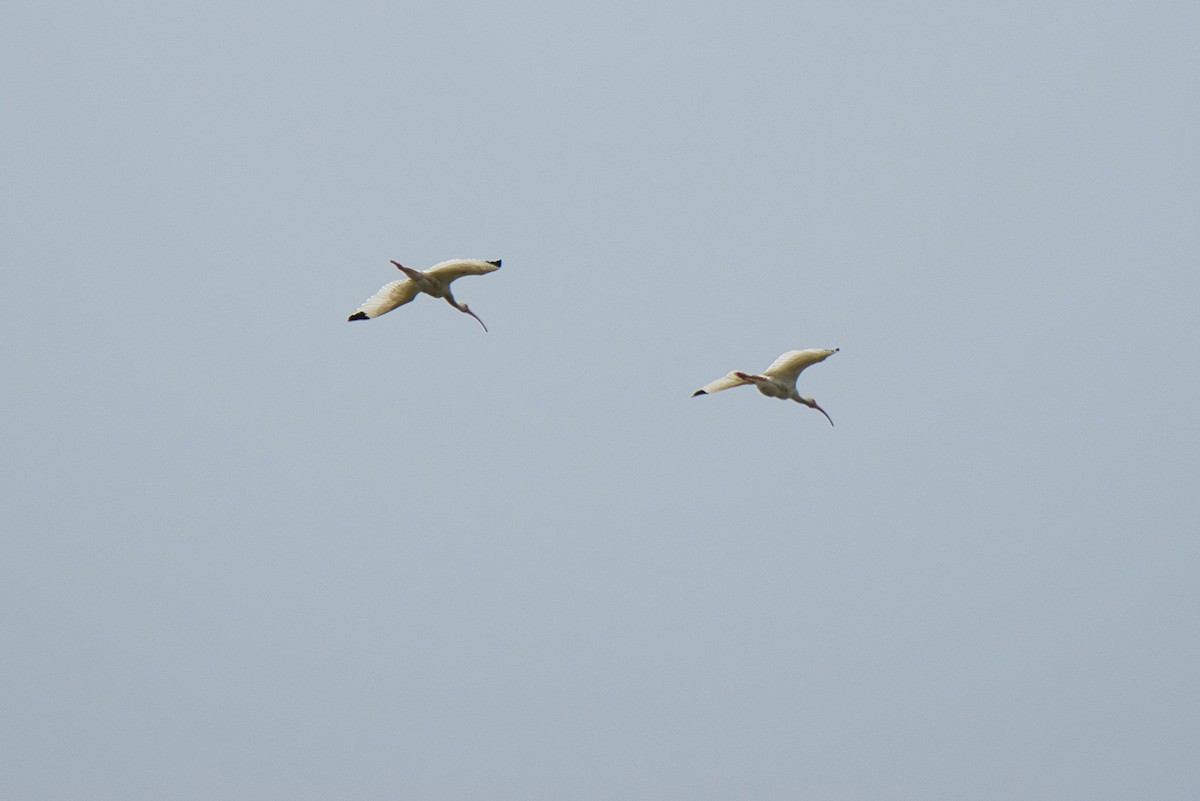 ibis bílý - ML621010236