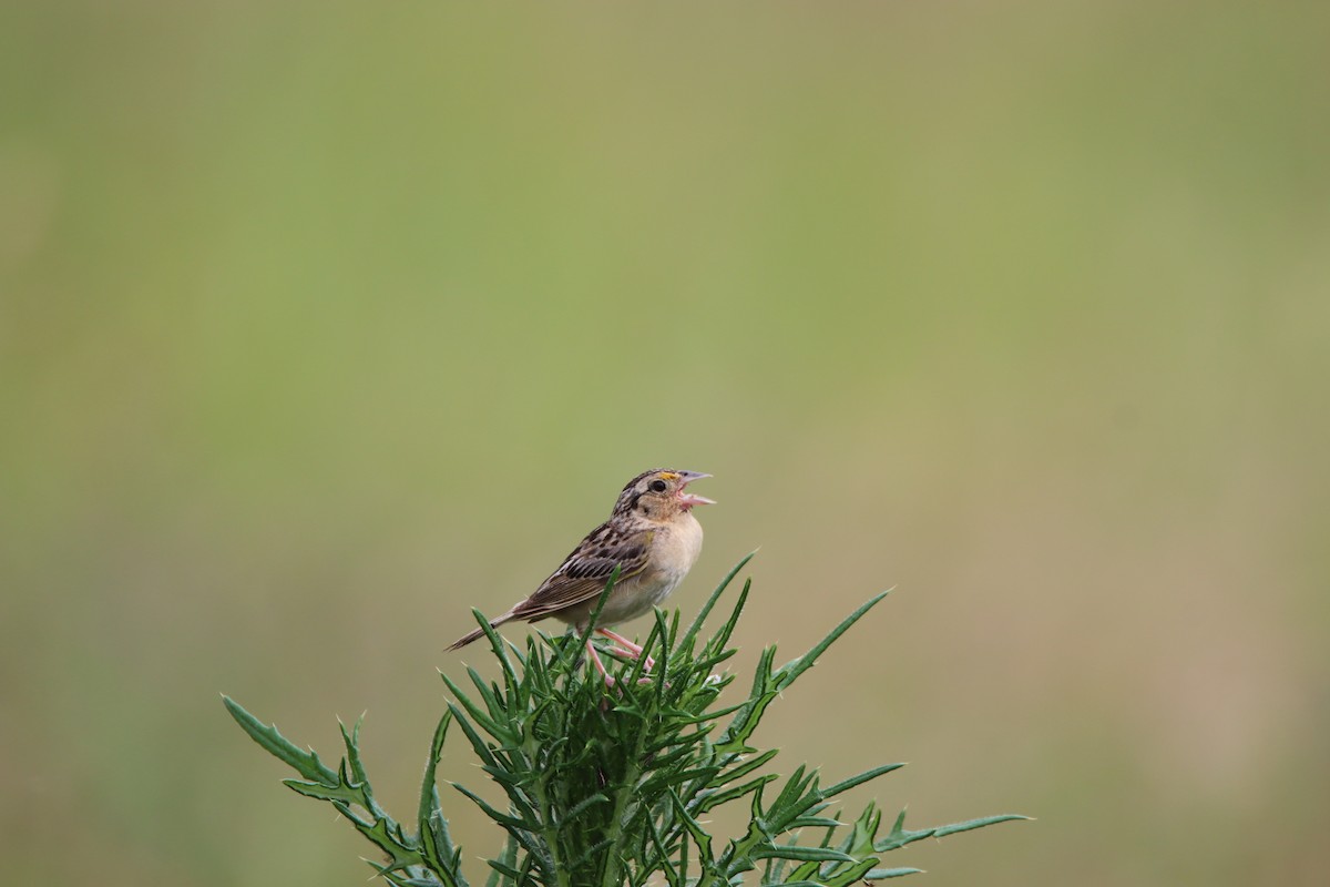 Grasshopper Sparrow - ML621010242