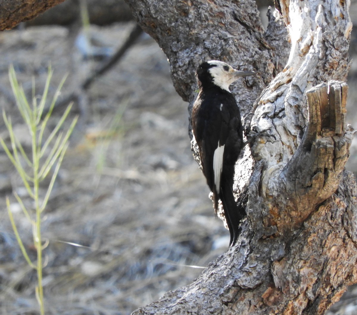 White-headed Woodpecker - ML621010243