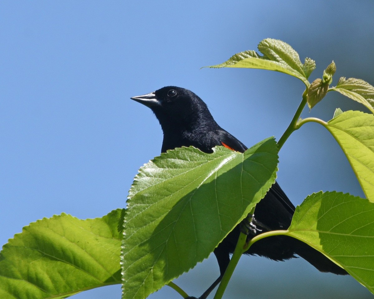Red-winged Blackbird - ML621010244