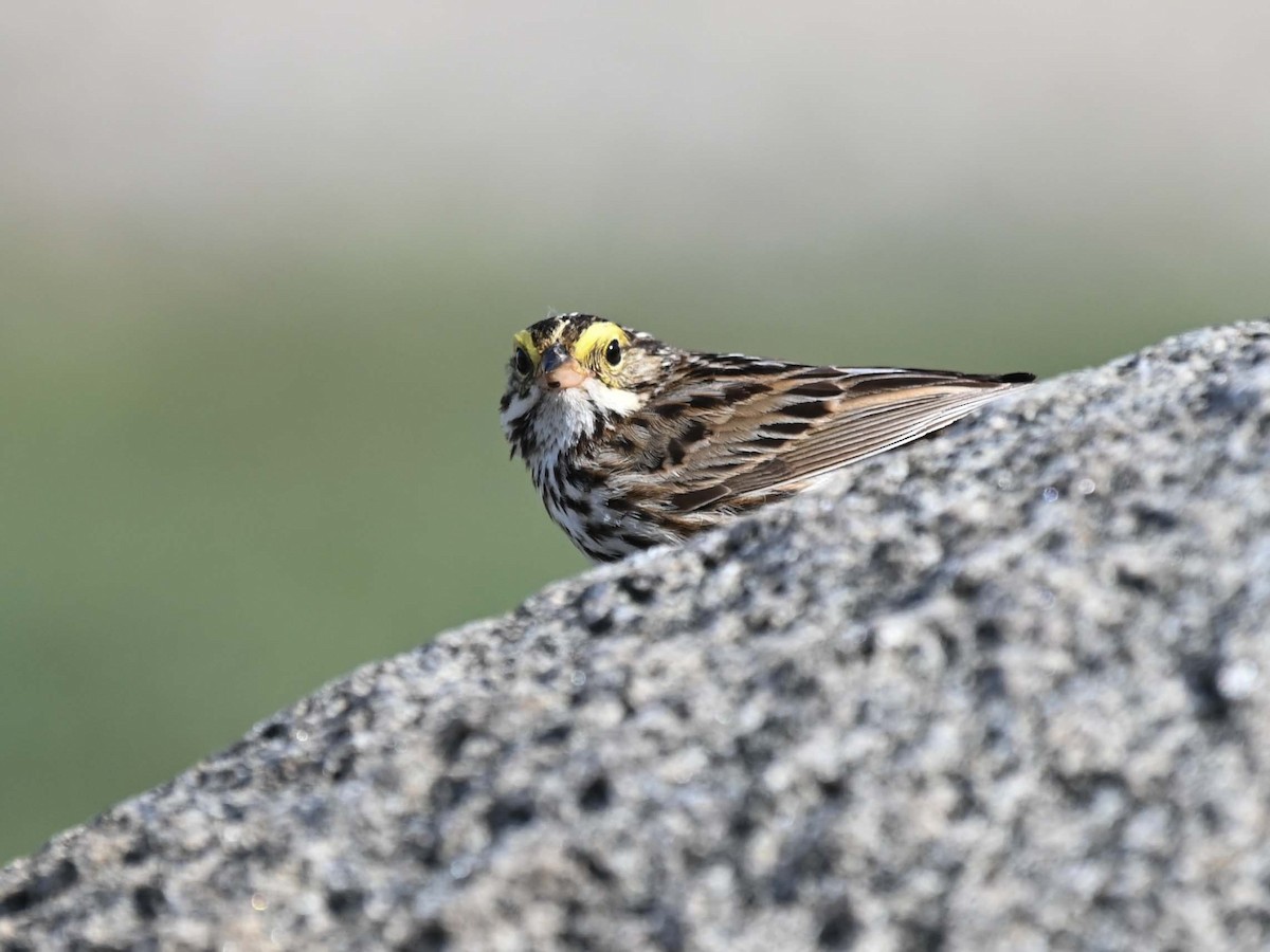 Savannah Sparrow - ML621010248